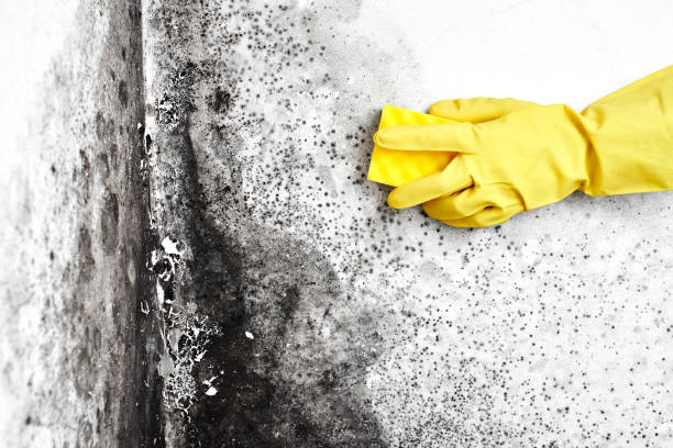 Mold Removal Process in Enterprise, UT