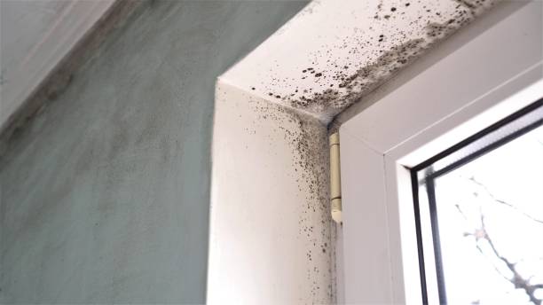 Best Mold Remediation  in Enterprise, UT