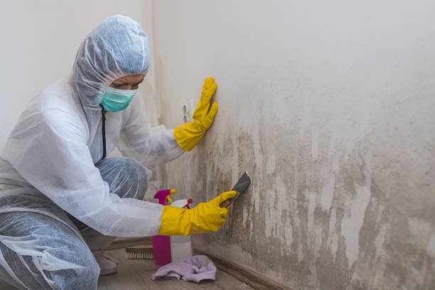 Best Mold Damage Repair  in Enterprise, UT