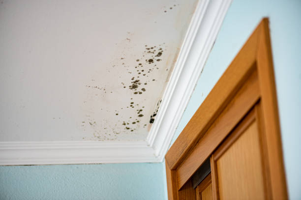 Mold Removal and Inspection in Enterprise, UT