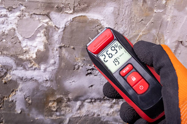 Best Black Mold Removal  in Enterprise, UT