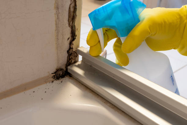 Certified Mold Removal in Enterprise, UT