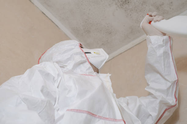 Best Attic Mold Removal  in Enterprise, UT