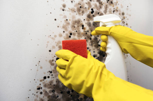 Trusted Enterprise, UT Mold Removal Experts