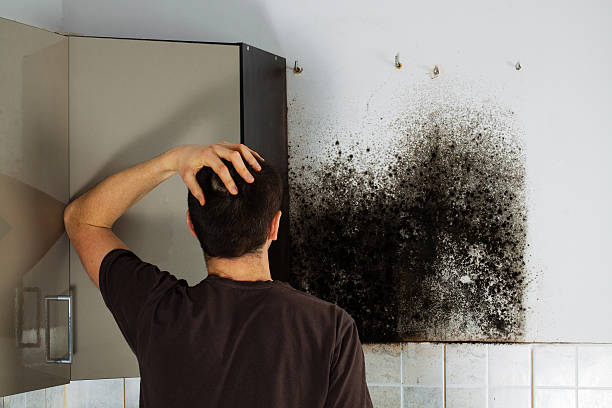 Best Same-Day Mold Removal  in Enterprise, UT